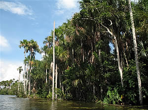 Tambopata